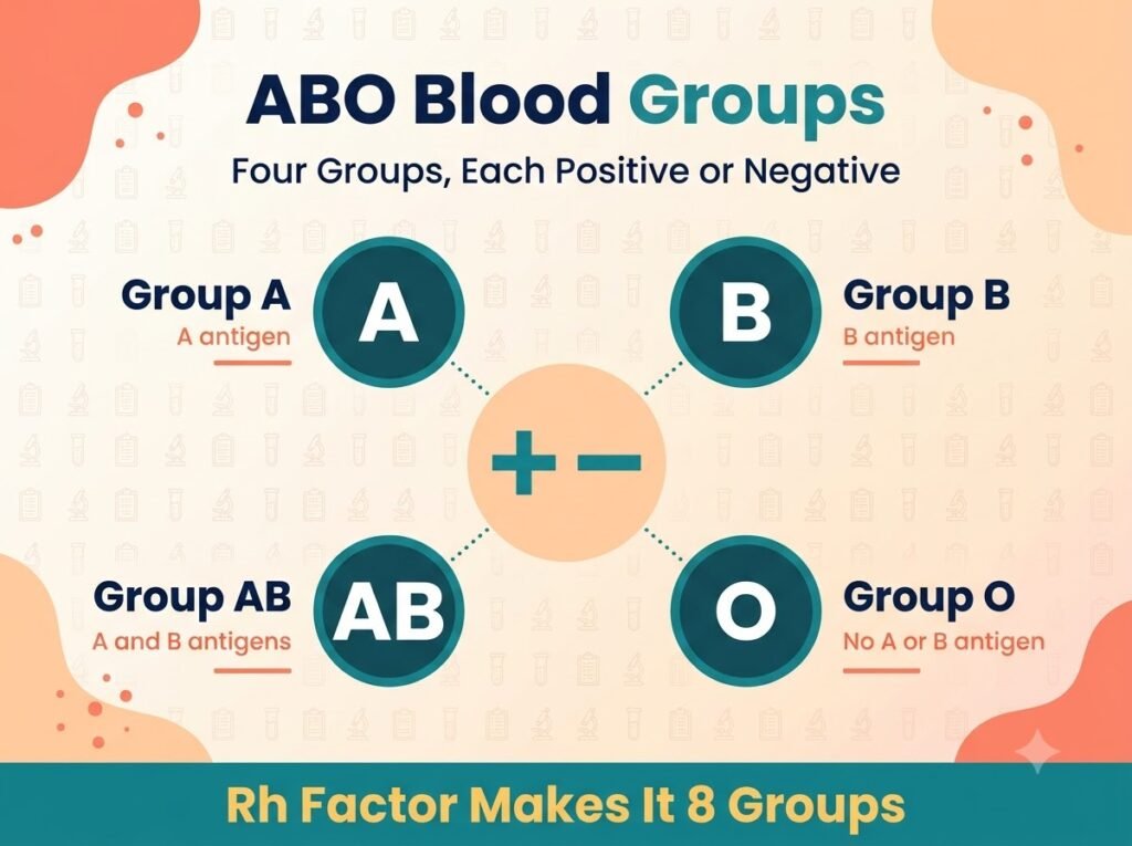 Infographic of the four ABO blood groups A, B, AB and O around a plus and minus symbol, with Rh factor making eight groups